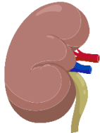 Kidney