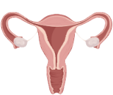 Uterus