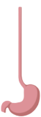 Stomach