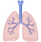 Lung